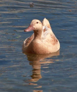 Orpington Duck